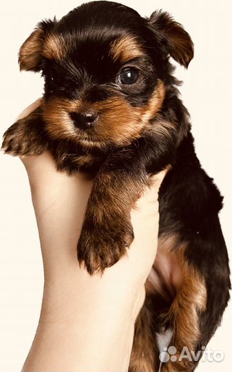 Йоркширский терьер мини