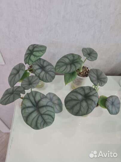 Алоказия Драгон мун