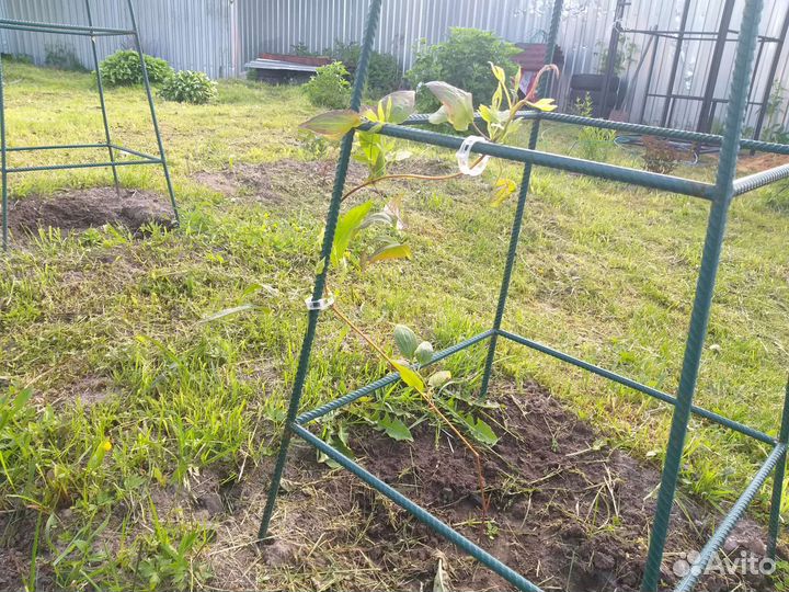 Шпалера для клематисов