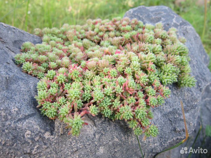 Каменная роза (молодило) - всегда живой цветок