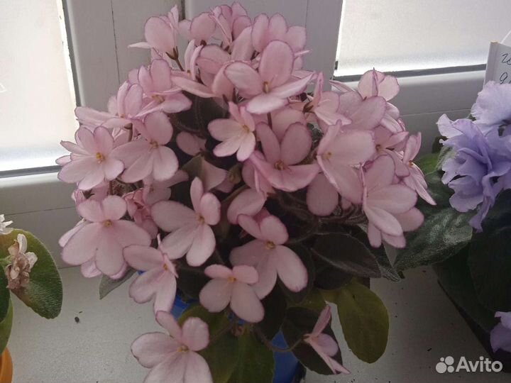 Сортовых фиалки