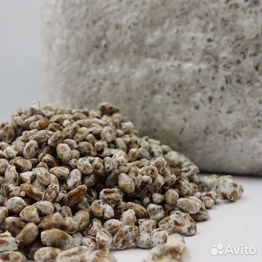 Мицелий шампиньонов на зерне, штамм А-15