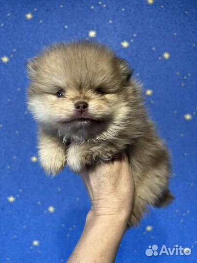 Померанский шпиц мерле