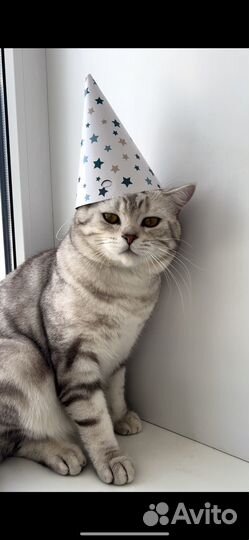 Отдаю кота бесплатно