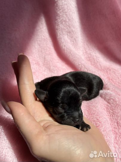 Той-терьер щенки