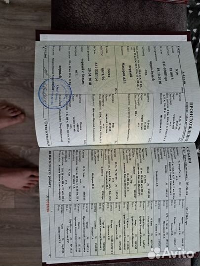 Щенки русско европейской лайки