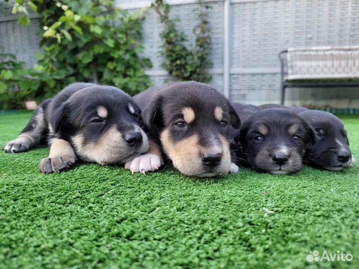 Щенки бесплатно