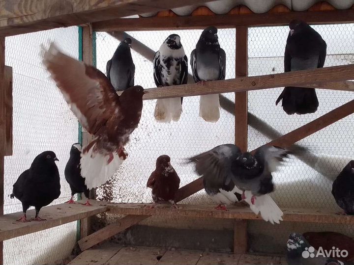 Николаевские голуби