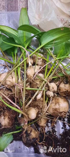 Дримиопсис