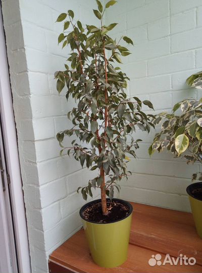 Фикус Бенджамина