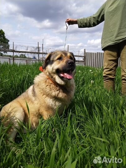 Собака в добрые руки