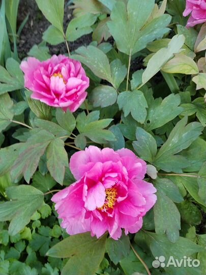 Любимое хобби