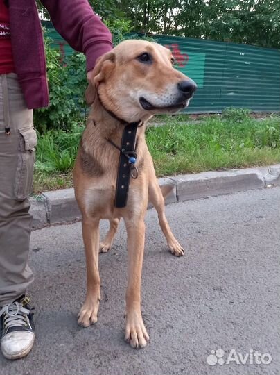 Собака в добрые руки