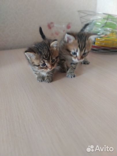 Продаю котенка