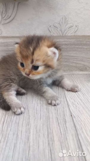 Шотландские котята