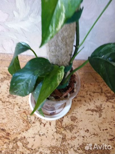 Эпипремнум пиннатум