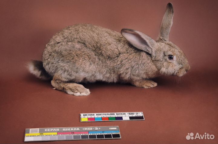 Маленькие крольчата на продажу и в аренду