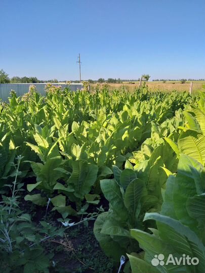 Семена табака