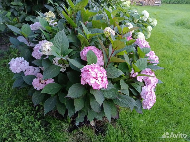 Гортензия Прециоза