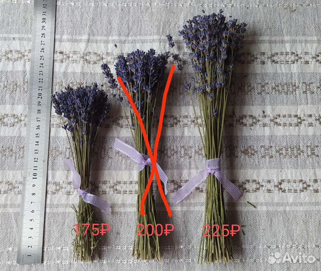 Лаванда сухоцвет