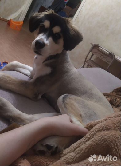 Собака в добрые руки отдам бесплатно