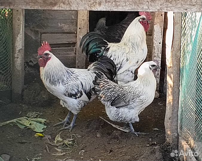 Яйцо Люйкеданцьзи инкубационное