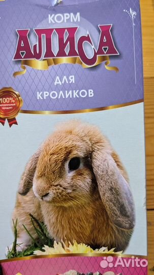 Мини карликовый кролик