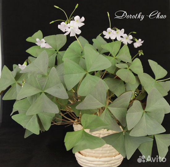 Оксалис (кислица) 4 сорта