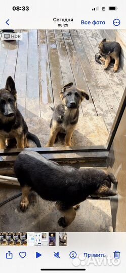 Щенки немецкой овчарки