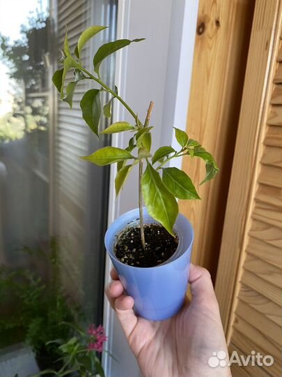 Бугенвиллия