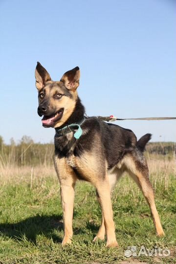 Интеллигентный Джой ищет семью