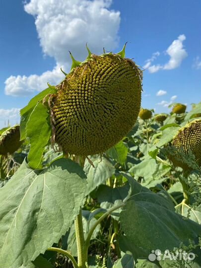 Семена подсолнечника в наличии