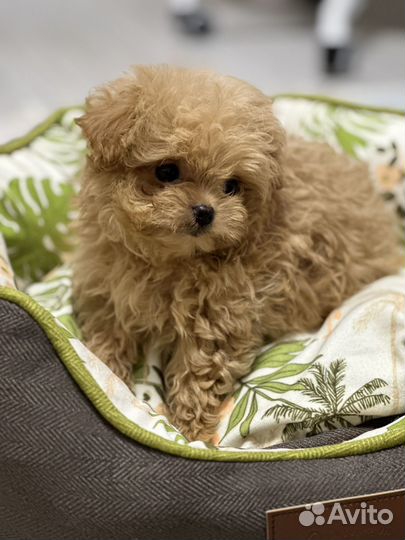 Мальтипу микро