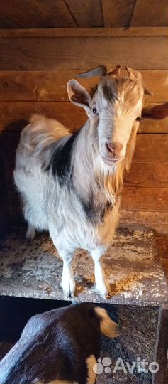 Продам породистого камерунского козла