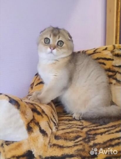 Золотой Мальчик