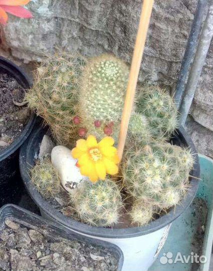 Цветущие кактусы, суккуленты