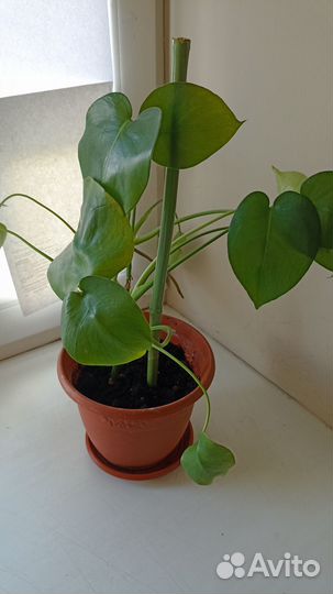 Комнатные цветы манстера