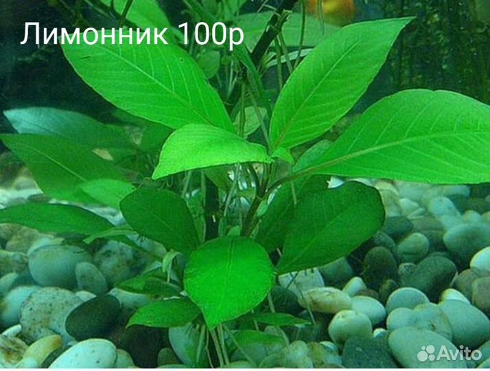 Аквариумные растения