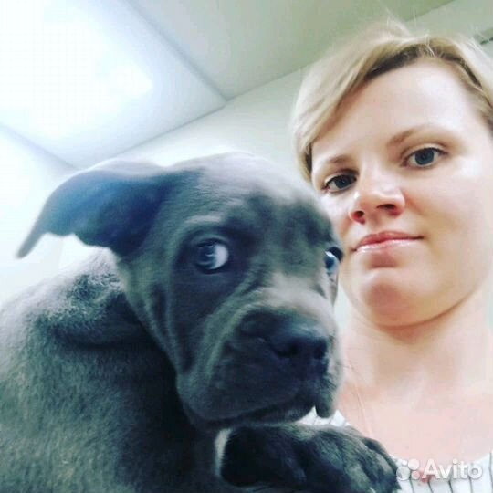 Выгул/Дрессировка/Передержка