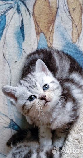 Шотландская кошечка. #3