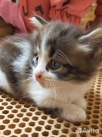 Котенок в дар