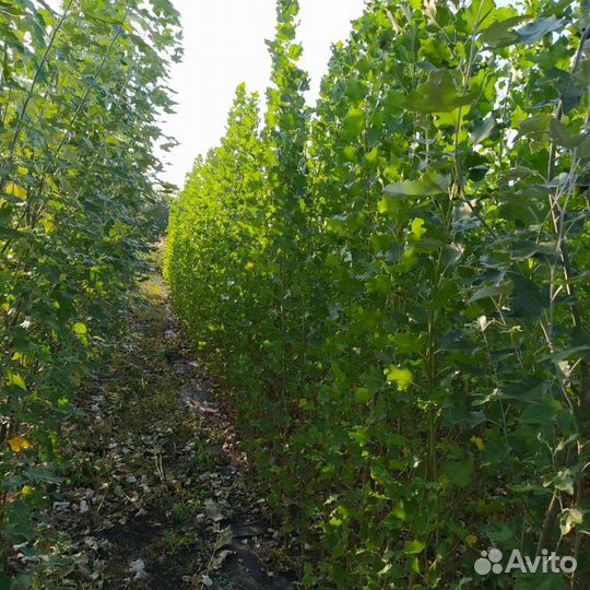 Тополь Пирамидальный