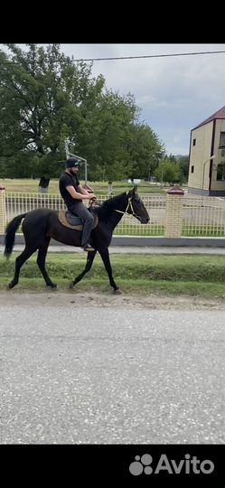 Лошадь жеребец