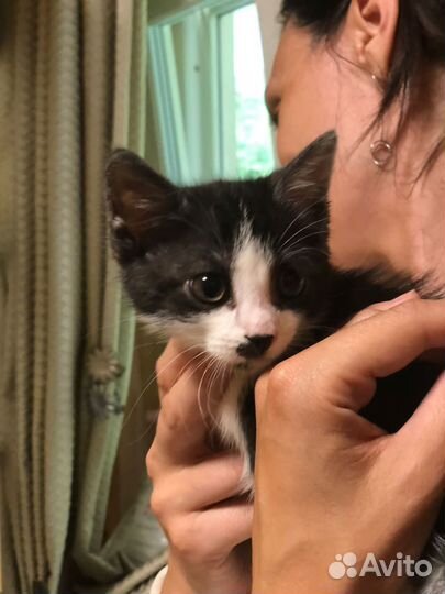 Котенок в добрые руки