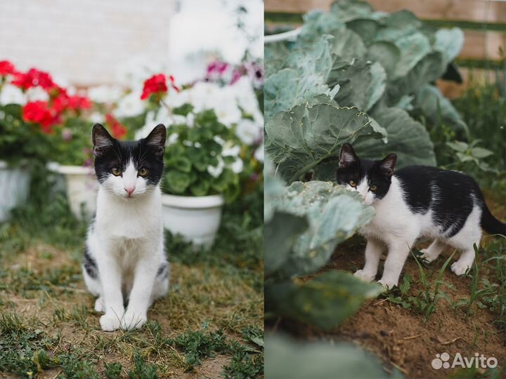 Отдаем сладких котиков за шоколадку