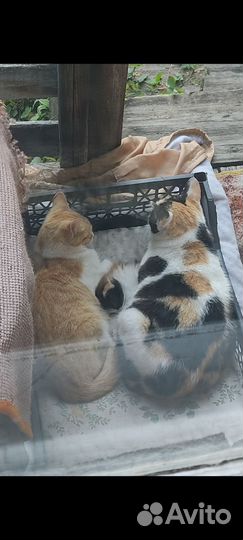 Котята в добрые руки