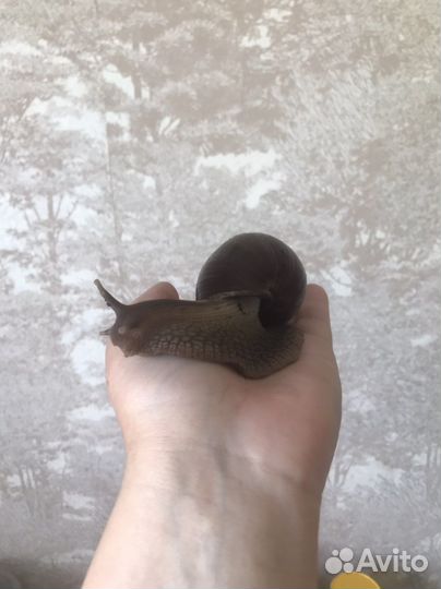 Улитки ахатины