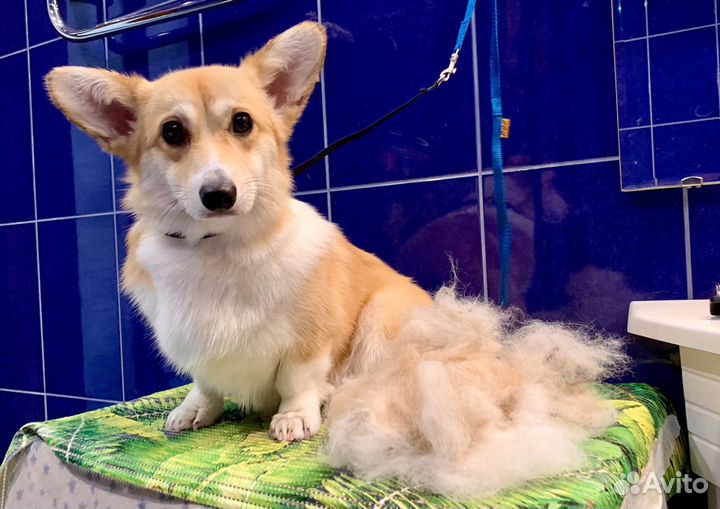 Груминг. Уход за кошками и собаками