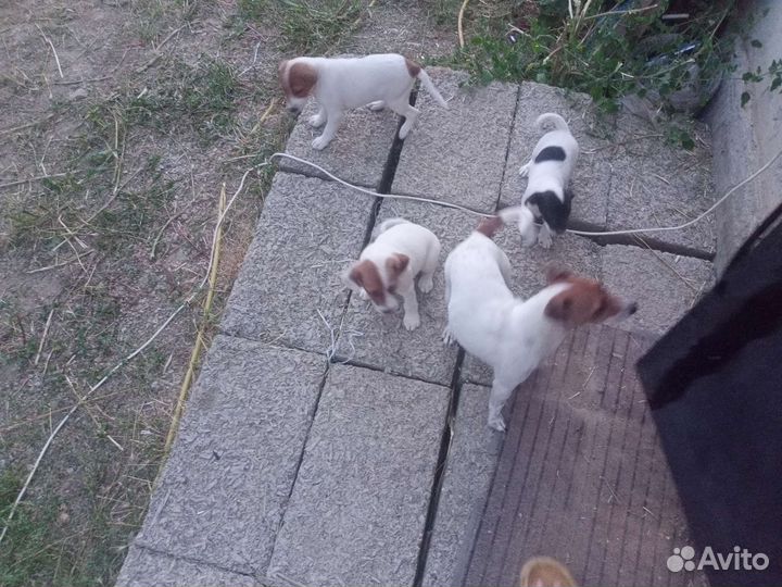 Собаки бесплатно