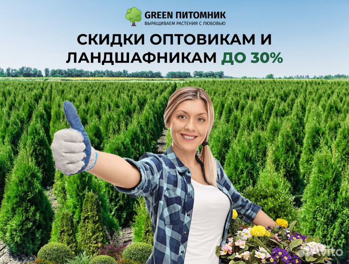 Туи 1м Смарагд